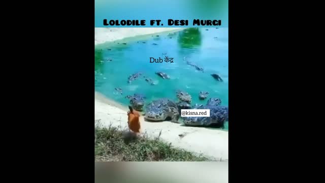 Crocodile Funny video