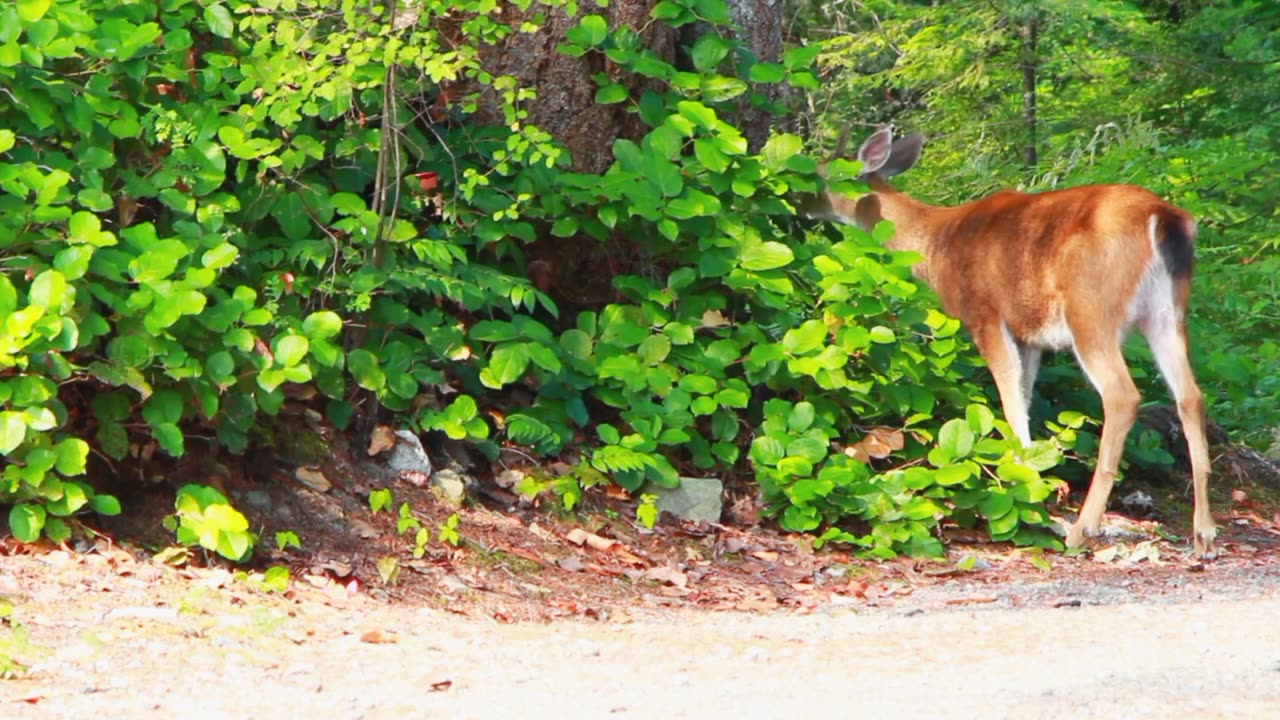 When the deer eat grass inside the forest