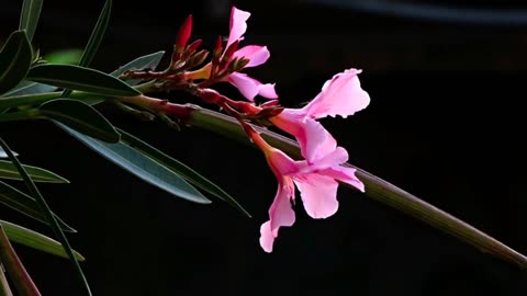Nature beautiful scene.