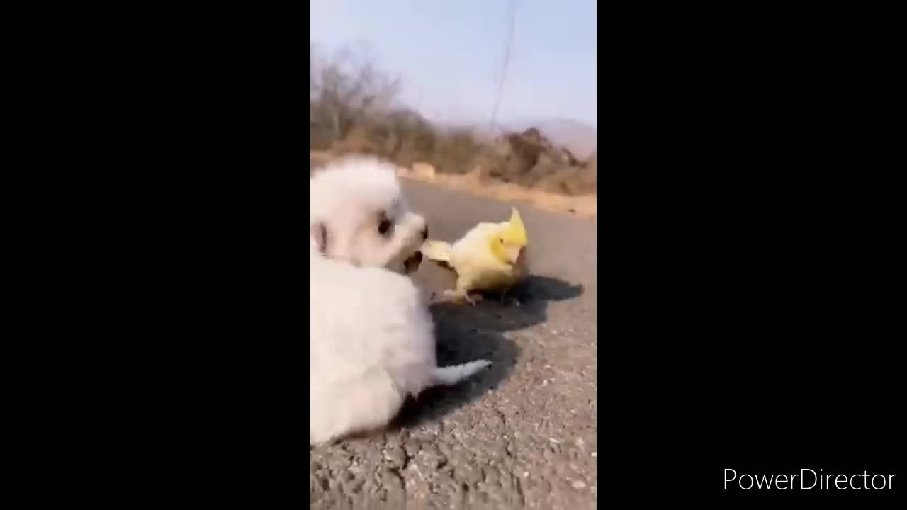 Cute puppy and bird fight |cute fight ,funny, 😀😀