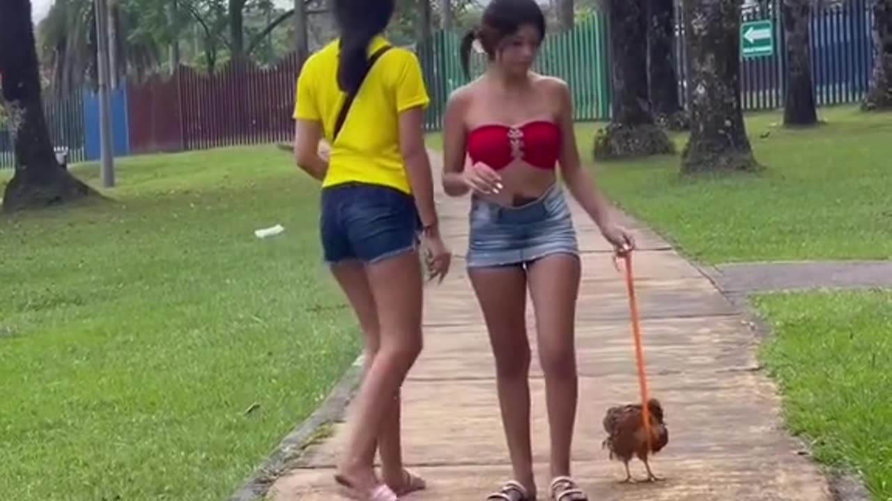 Changing dog into chicken