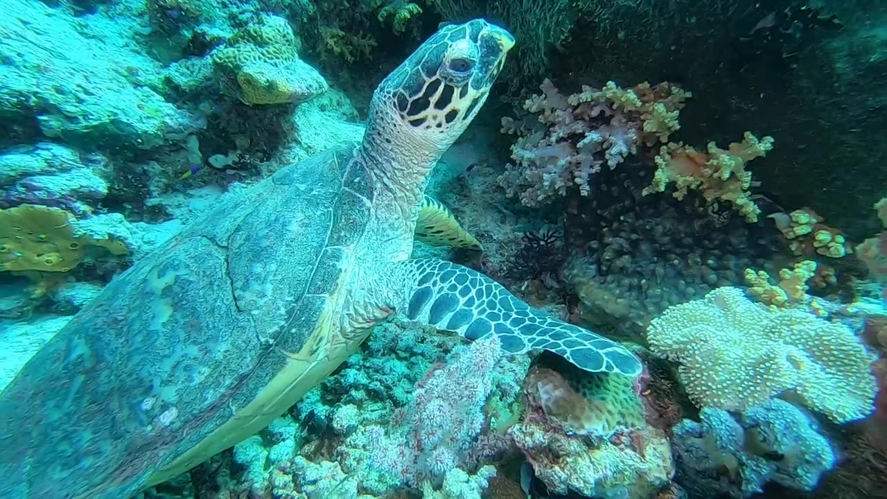 Wakatobi Indonesia turtle greets the camera