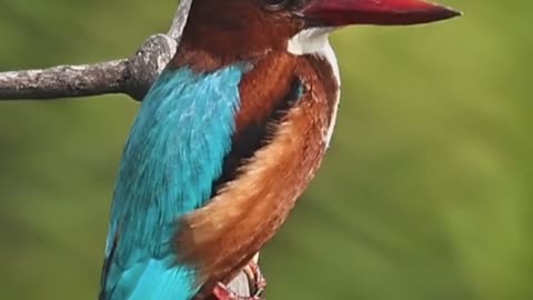 Wildlife's & Funs