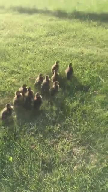 Ducklings Get Reunited With Mom Following Sewer Rescue