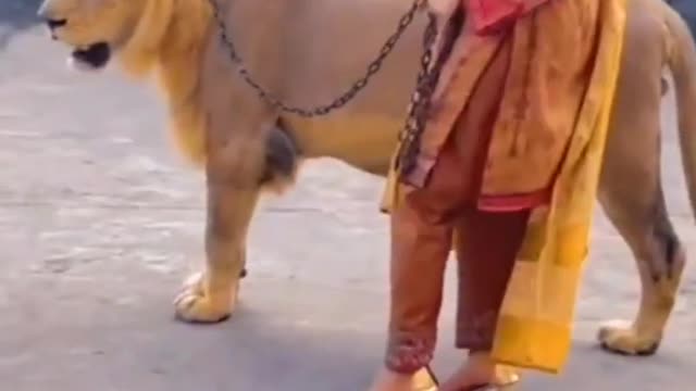 Beautiful Girl Walking With Lion