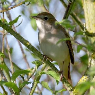 Relaxing Bird Song for a Peaceful Mind