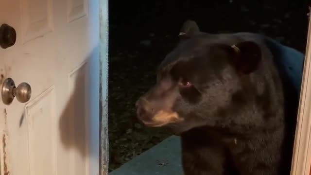 Bear Politely Closes Door