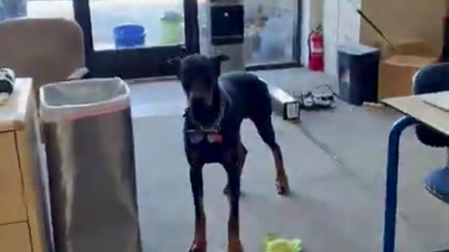 Dog Rushes Into Kennel to Show Guilt After Getting Caught Littering