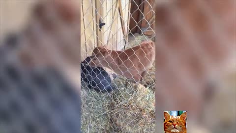 "Funny Animal Video #3: Laughing Cow"