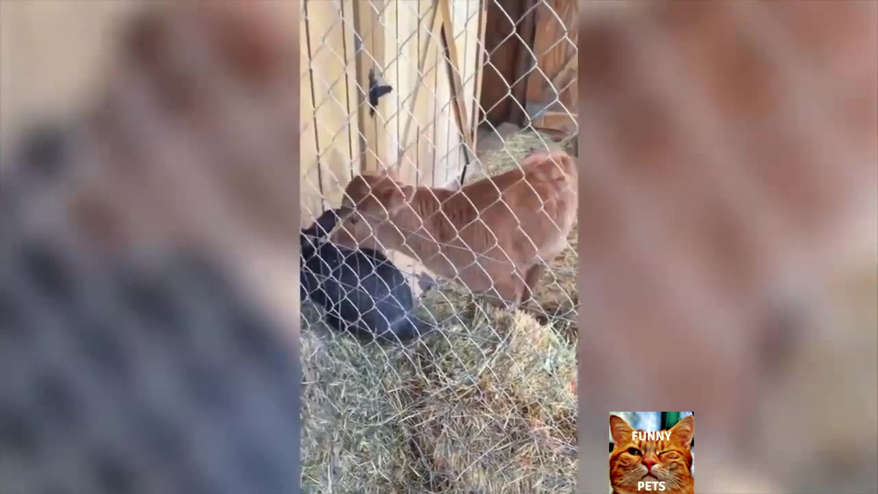 "Funny Animal Video #3: Laughing Cow"