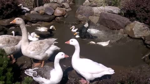 Birds Overwhelm Pond!