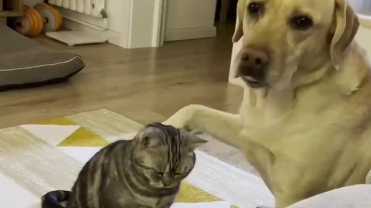 Cute cat and dog