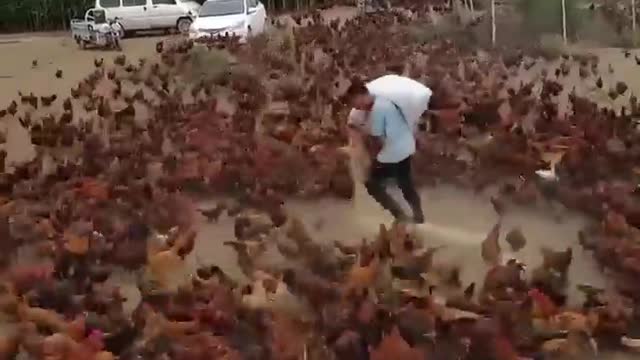 There is a chicken farm somewhere in China