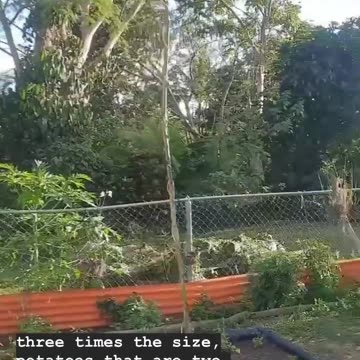 This is a simple method of applying atmospheric (free) energy to significantly increase plant growth.