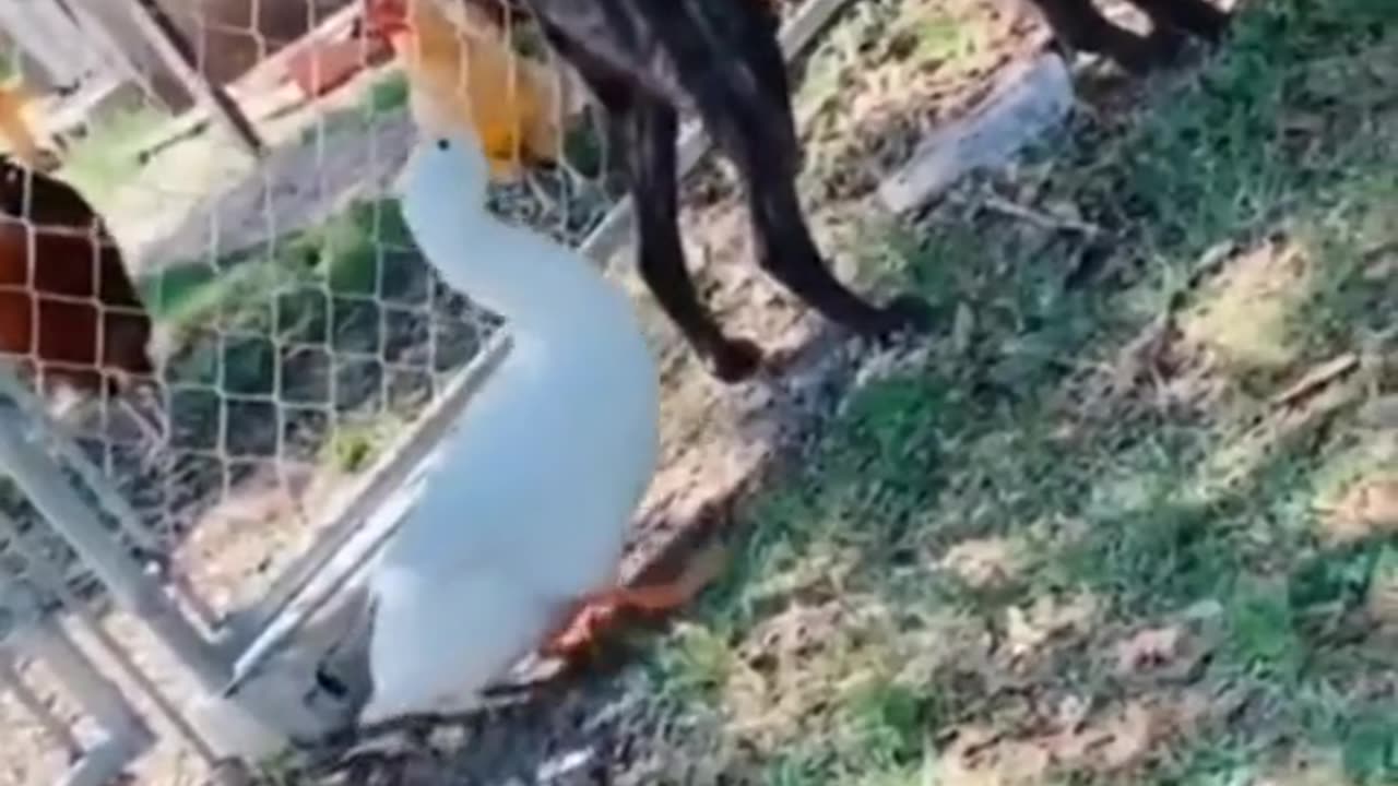 funny animals video