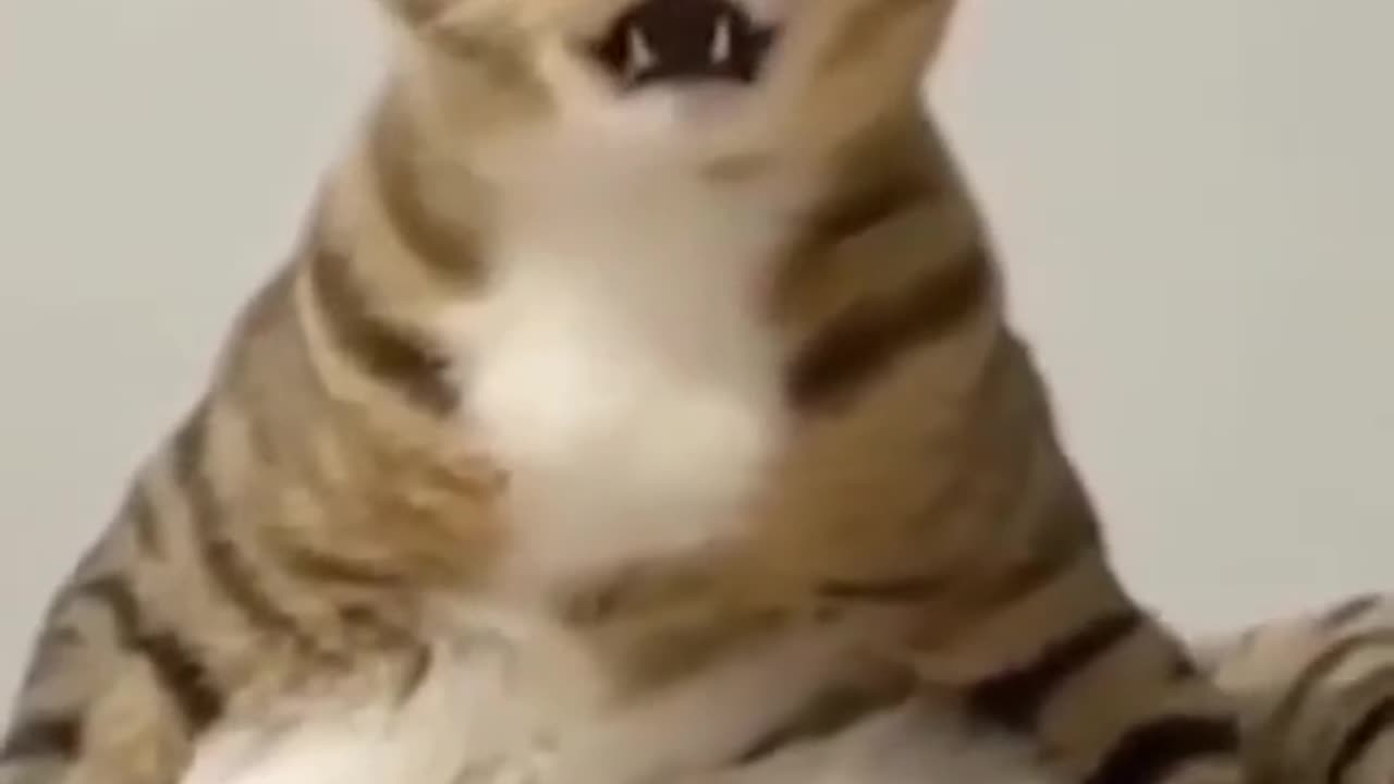 cat moment 5