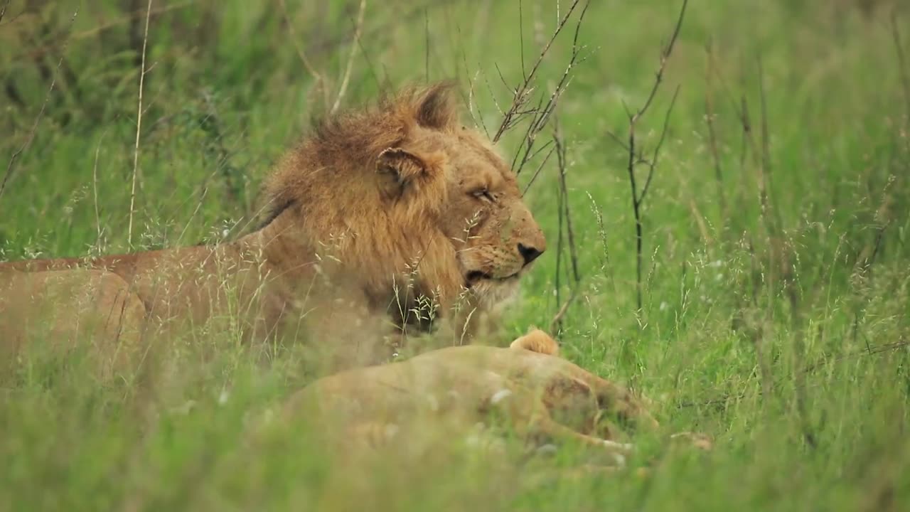 Amazing Video Clip of Beautiful Lions Relaxing in the Wild