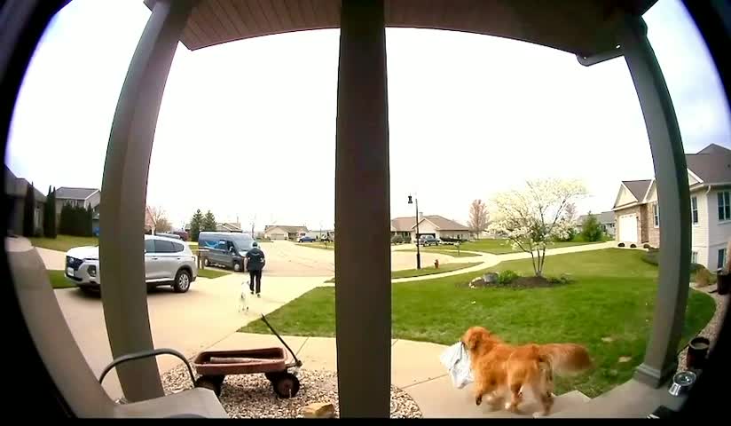 Dog Steals Package Dropped off by Delivery Person as Soon as he Turns and Leaves