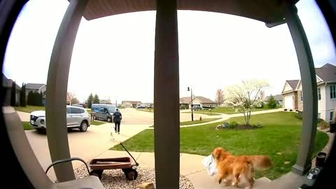 Dog Steals Package Dropped off by Delivery Person as Soon as he Turns and Leaves