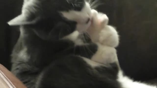Dirty Kitty