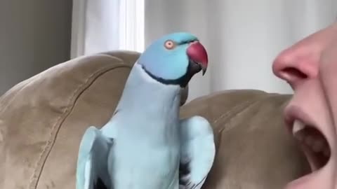 Talking Parrot