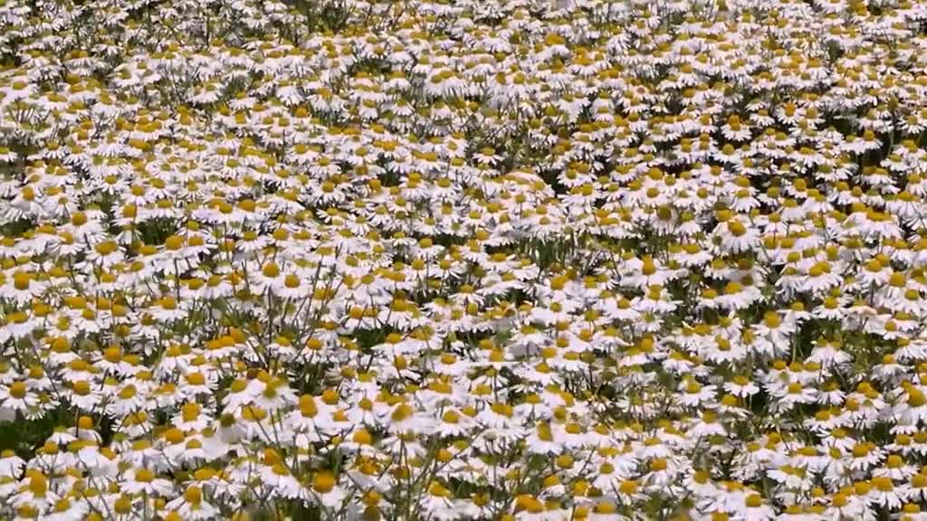 It's really super romantic to watch the wild chamomile