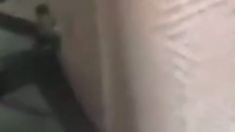 Funny videos of animals part 236