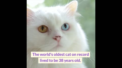 Fascinating Facts About Cats and Dogs 🐱🐶 | Unveiling the Quirks of Our Furry Friends!