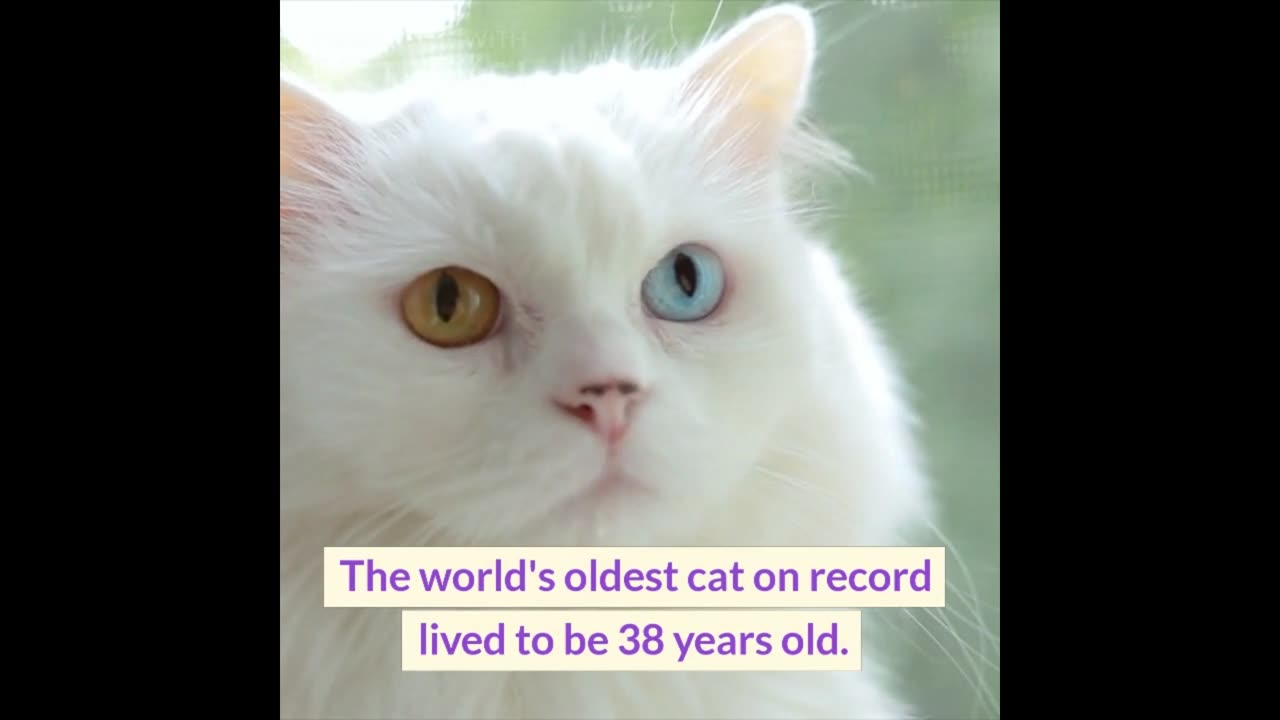 Fascinating Facts About Cats and Dogs 🐱🐶 | Unveiling the Quirks of Our Furry Friends!