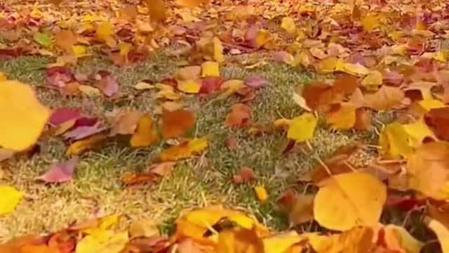 #fallingleaves #yellowleaves #autumn #wind #aesthetic #relax #tiktok #foryou #beauty