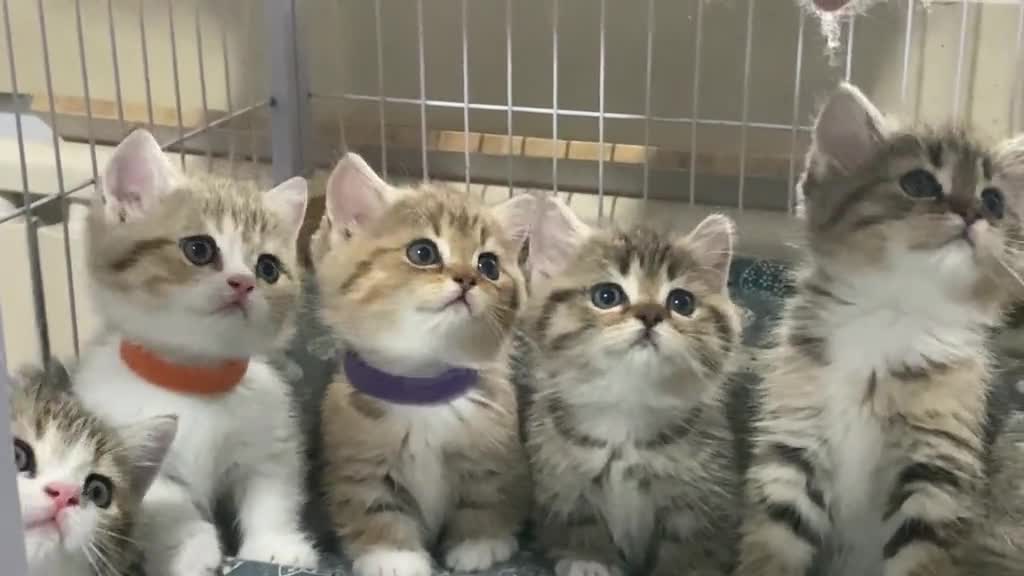 Look at the lovely cat here