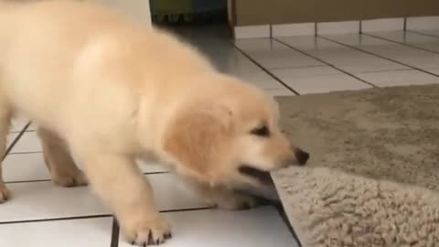 Cute Funny Puppy video 😂