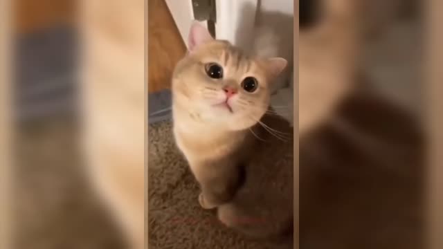 Little kittens meowing and talking - Cute cat video