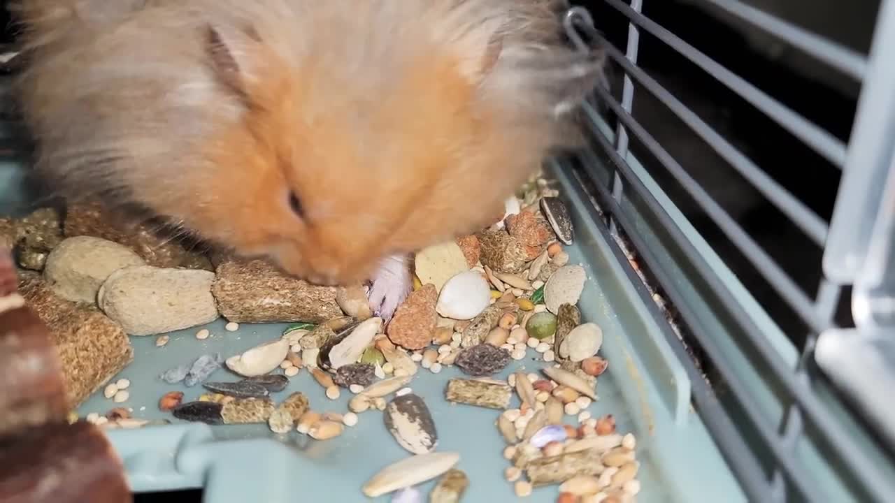 Hamster, I store food...