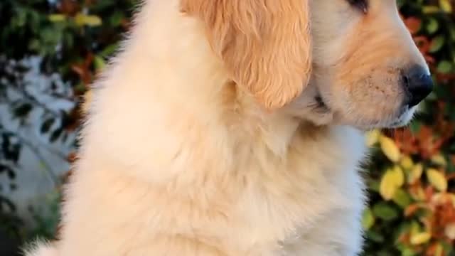 I love puppies.