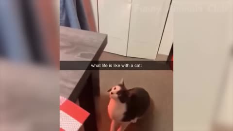 Funny cats & animal crazy 😍🥰