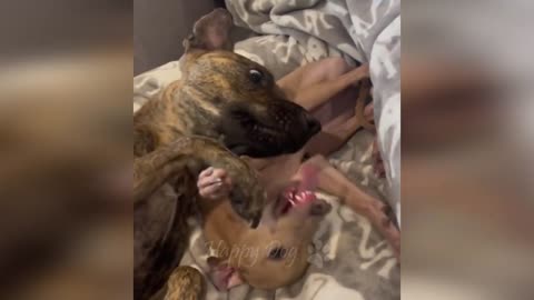 Funny animals - Funny cats / dogs - Funny animal videos