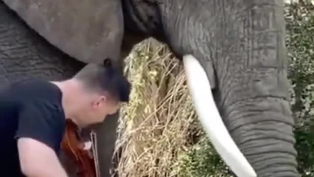 Relax for elephant#elephant