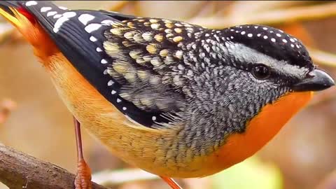 Fruit-pecking bird