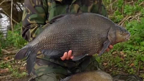 Who Enjoys fishing for specimen Bream