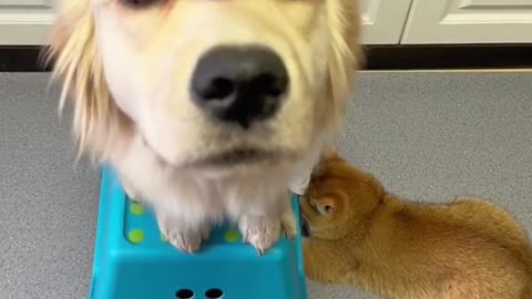 I put my dog to keepBig! # to want to have a dog