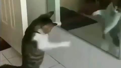 Funny cat