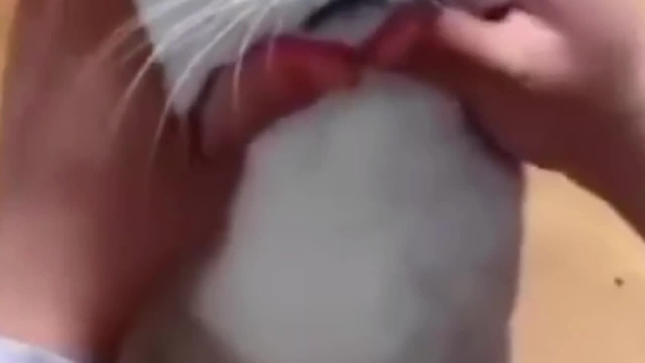 Funny cat and Dog videos 2023 / Best funniest Animals compilation 🤣😹😻