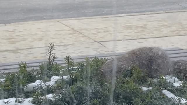 Squirrel Pulls Entire Cookie Out of Bush