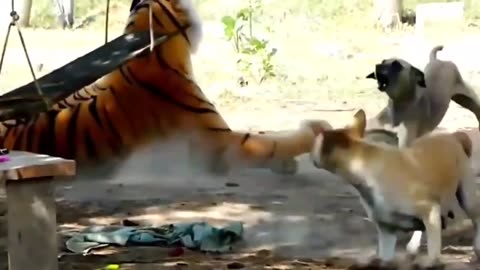 Funny & fake Lion and Fake Tiger Prank To dog