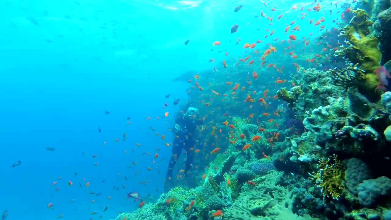 multi colored fish in the reef