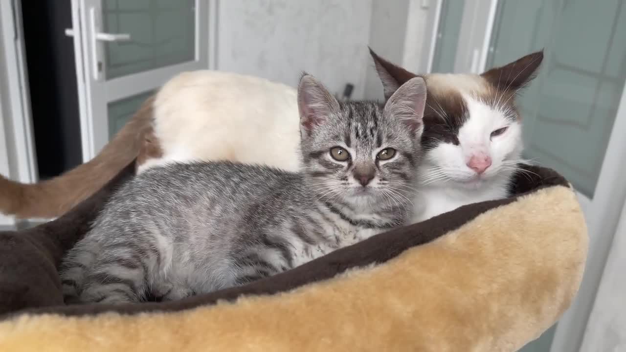 What does a Kitten do when bored