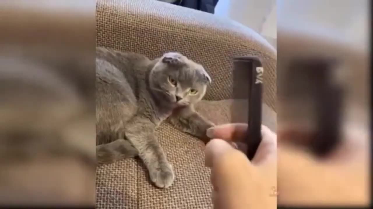 Best Compilation Funniest Cat Videos