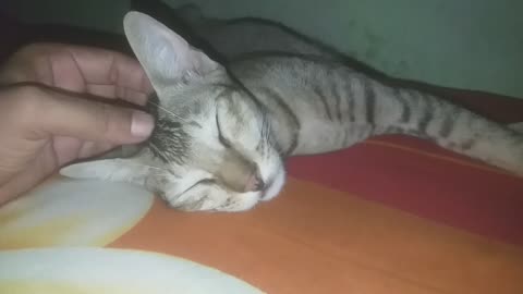 cute little cat sleeping 😪😴😪