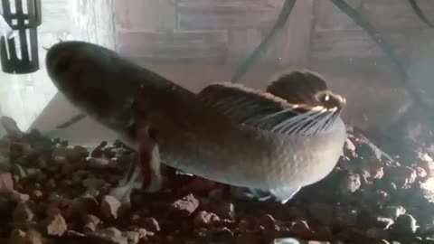 Snack Fish in action